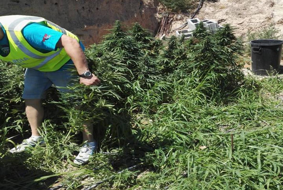 La plantación de cannabis contaba con su propio sistema de riego y era regularmente abonada