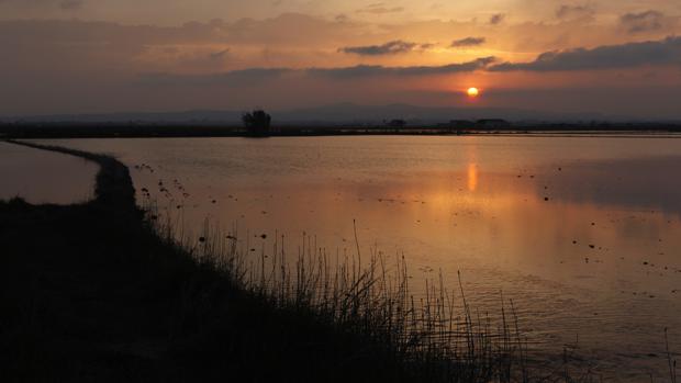 Imagen de archivo de los arrozales en La Albufera