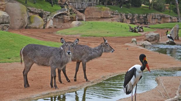 Imagen de los antílopes en el Bioparc