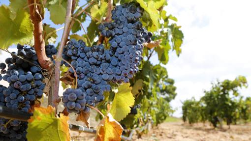 Imagen de unos viñedos de la DOP de Alicante