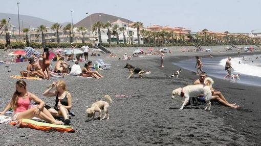 Una playa con encanto para los perros canarios