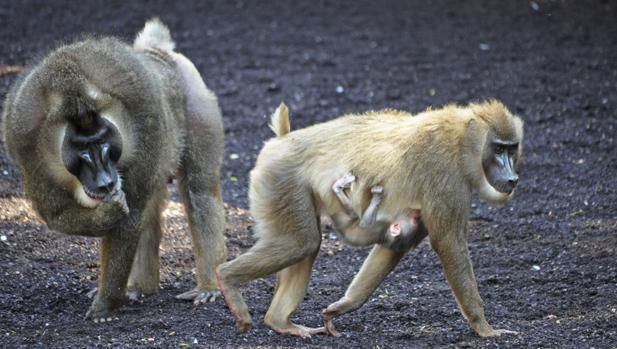 Imagen de los driles Rafiki y Kianja con su nueva cría