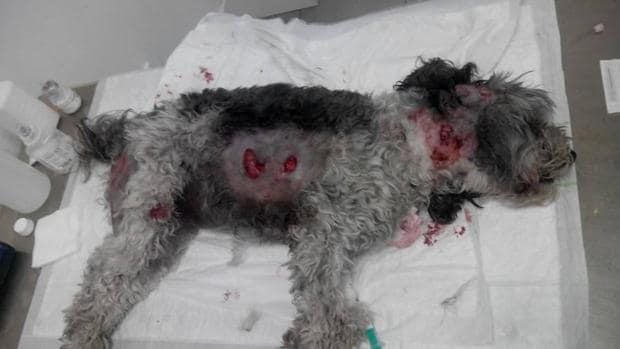 La perra Xena tras el ataque, en el veterinario