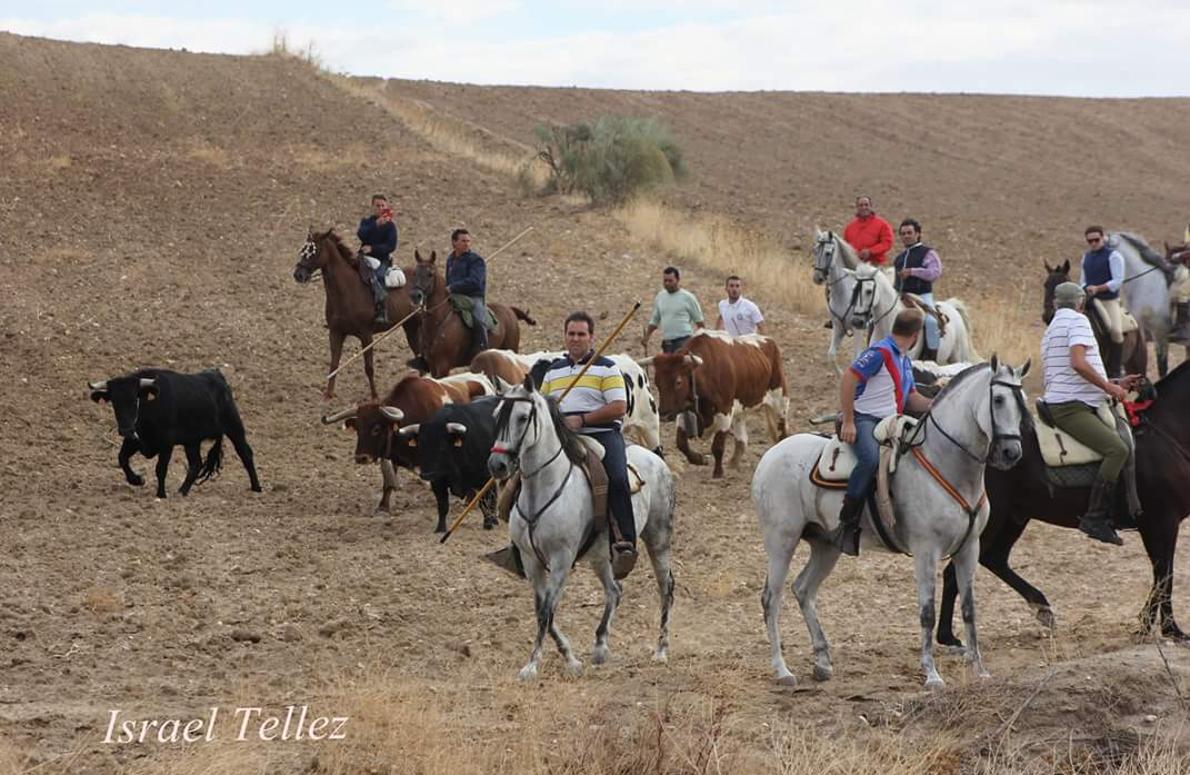 Una res brava es conducida hasta la plaza de toros de Casarrubios por bueyes y hombres a caballo