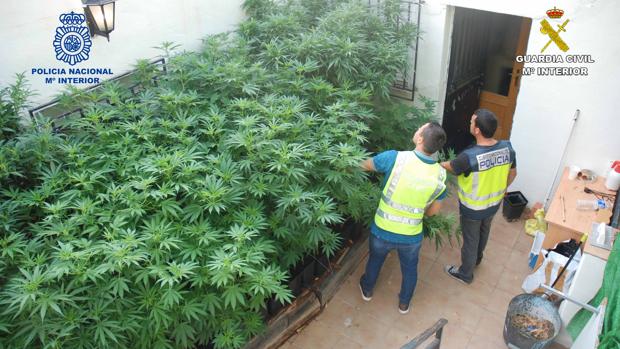 Plantas intervernidas en la operación conjunta de la Policía Nacional y la Guardia Civil.