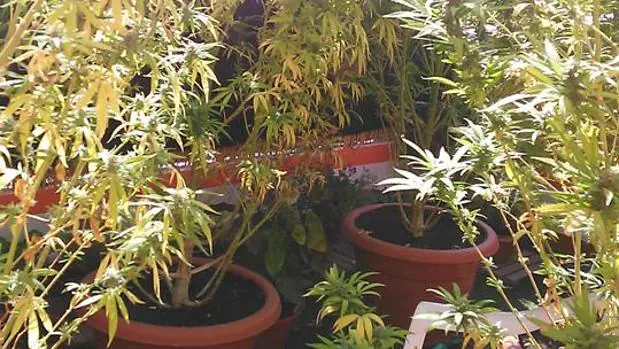 Plantas de marihuana encontradas durante el registro de la casa del detenido