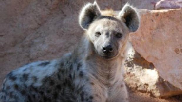 Ejemplar de hiena manchada en Bioparc