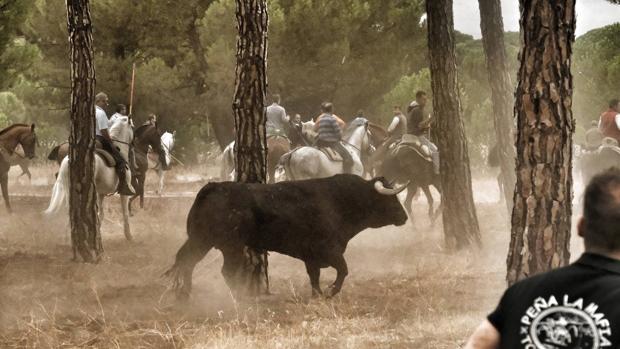 Finaliza el Toro de la Peña en medio de la tensión y «mucha menos gente»