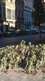 Imagen de un árbol tomada en la calle de la Reina la noche del martes