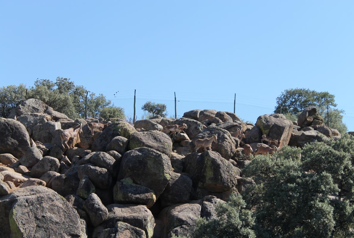 Cabras montesas, entre la fauna del Borril