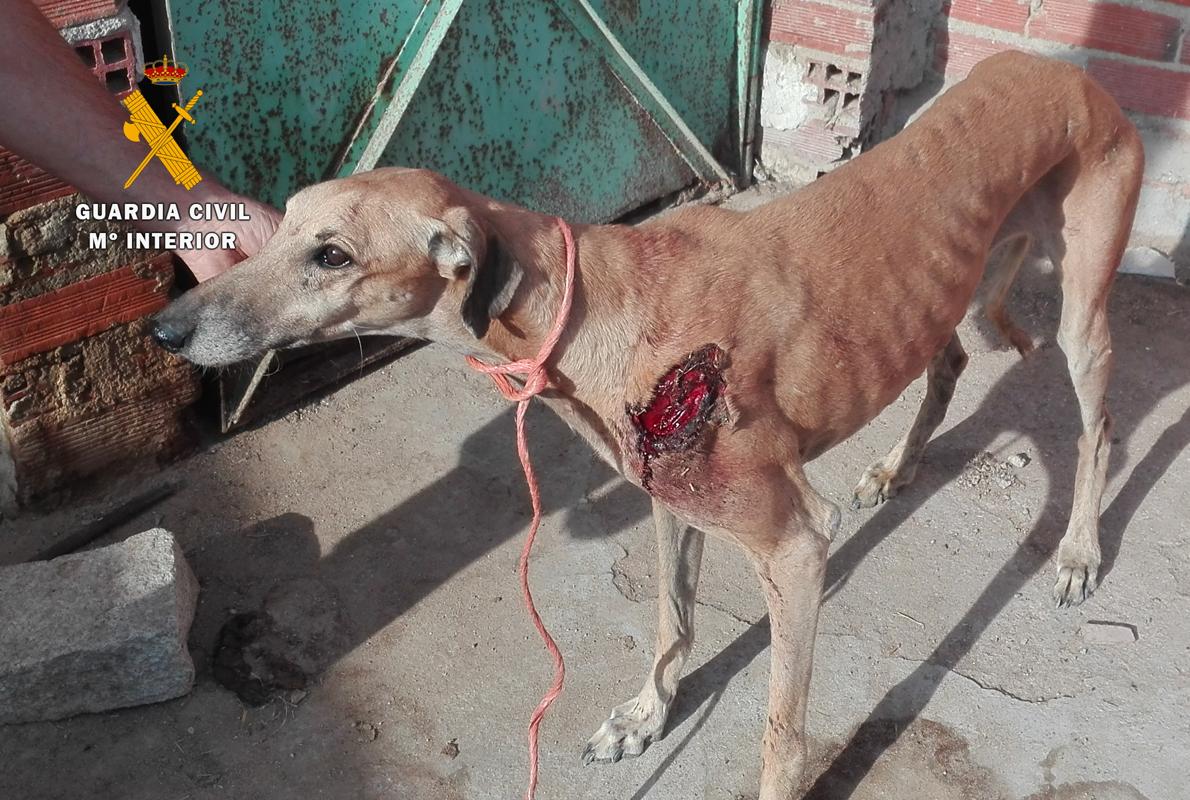 Uno de los galgos herido