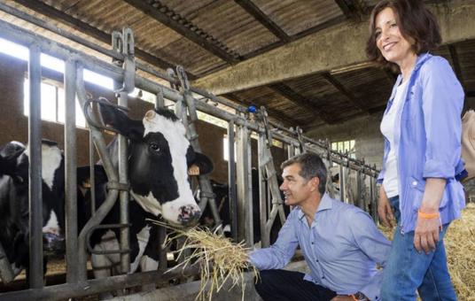 Toni Cantó alimentando vacas, banderas del revés en el bus de C's y otras anécdotas de la campaña en Galicia
