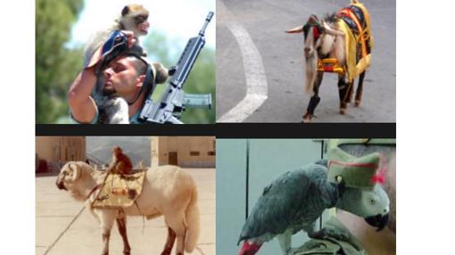 Imágenes de mascotas que la Legión ha tenido en toda su historia