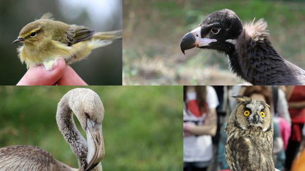 Un mosquitero común, una cría de buitre y otra de flamenco y un búho son algunas de las aves que se podrán ver este fin de semana en el cielo de Castilla y León