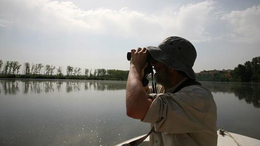 Los más aventureros pueden recorrer en barco el Duero para avistar aves en Valladolid