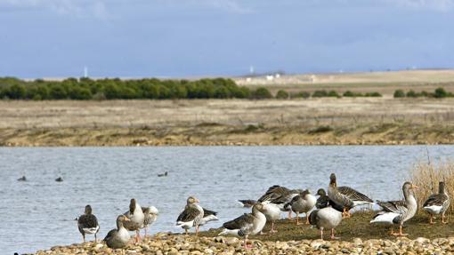 Los Humedales son un lugar único para observar diferentes tipos de aves