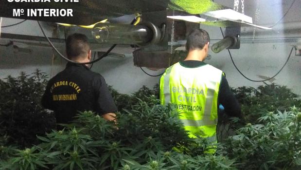 Intentan robar 21 macetas de marihuana trepando por una fachada