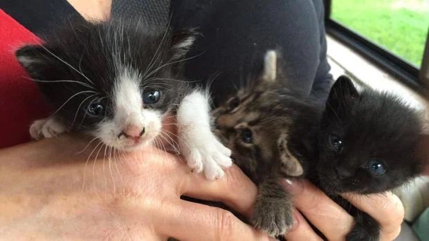 Tres gatos de Lanzarote que, tras ser atropellada su madre, han sido atendidos por la asociación 9Lives