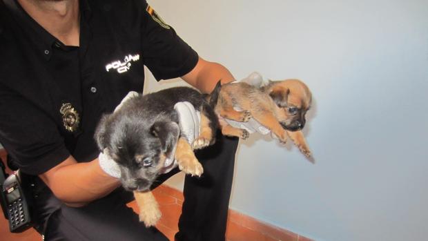 Imagen de dos de los cachorros rescatados por la Policía Nacional
