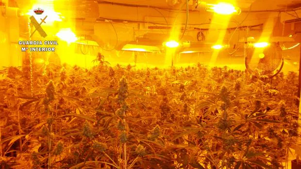 Plantación de marihuana en Seseña