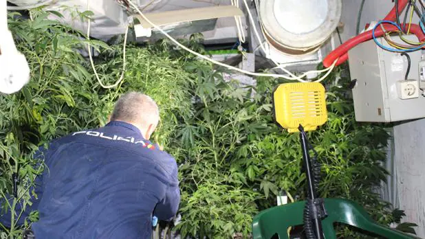 Un agente inspecciona el equipamiento de la plantación de marihuana