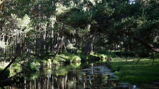 Pinar de la localidad soriana de Covaleda