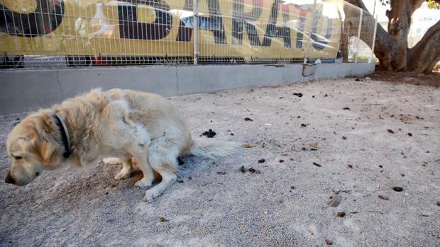 Una perra defeca en un pipi-can en Valencia