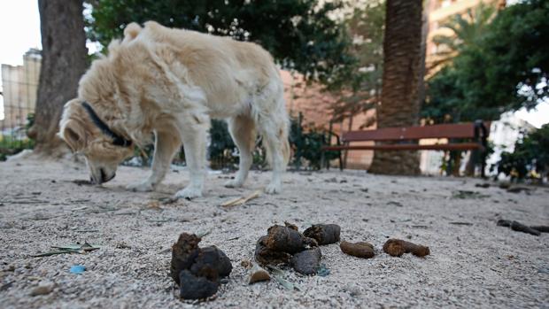 Las heces de un perro en un parque