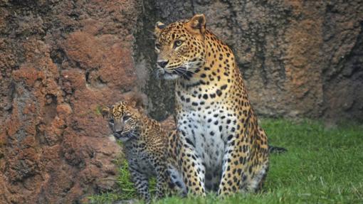 El pequeño leopardo, junto a su madre en Bioparc de Valencia