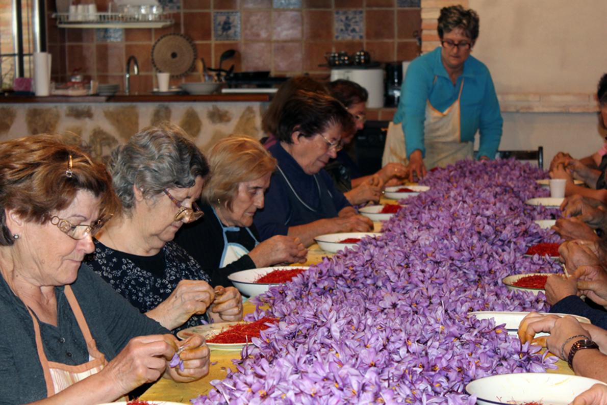 Monda de rosa del azafrán en Villafranca de los Caballeros