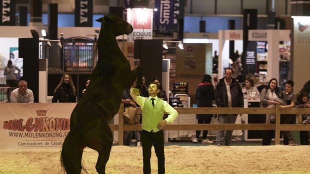 Espectáculo hípico en la edición pasada de Madrid Horse Week