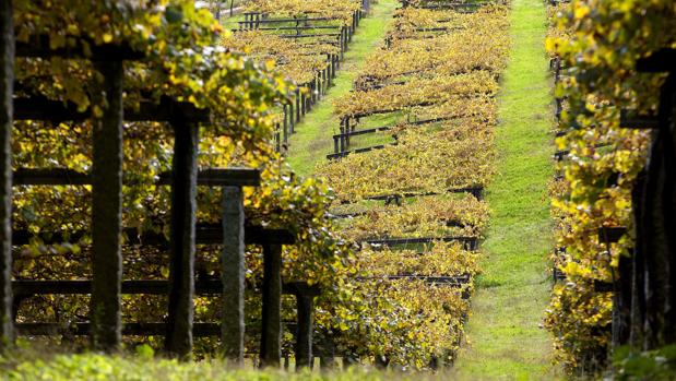 Viñedos de albariño, en las zonas de las Rías Baixas