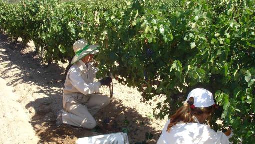 Viñas de las bodegas Vega Sicilia