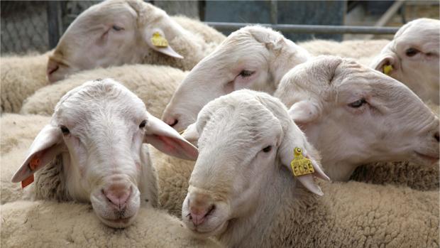 Aragón cuenta con menos de 1,7 millones de cabezas de ganado ovino