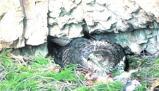 Un ejemplar de águila perdicera