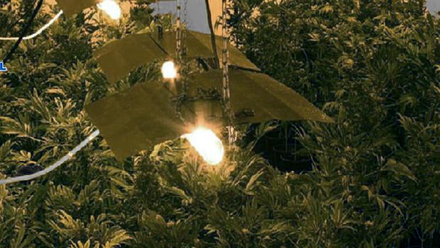 La red desmantelada se dedicaba al cultivo de marihuana en interiores