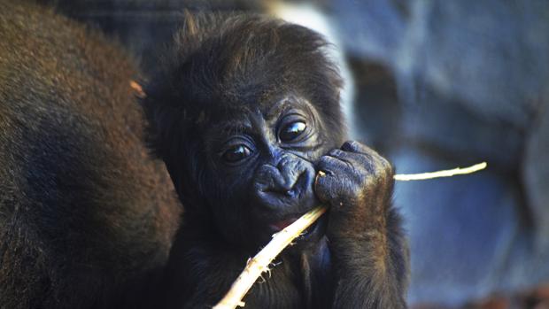 Imagen de la bebé gorila nacida en Bioparc Valencia en 2016