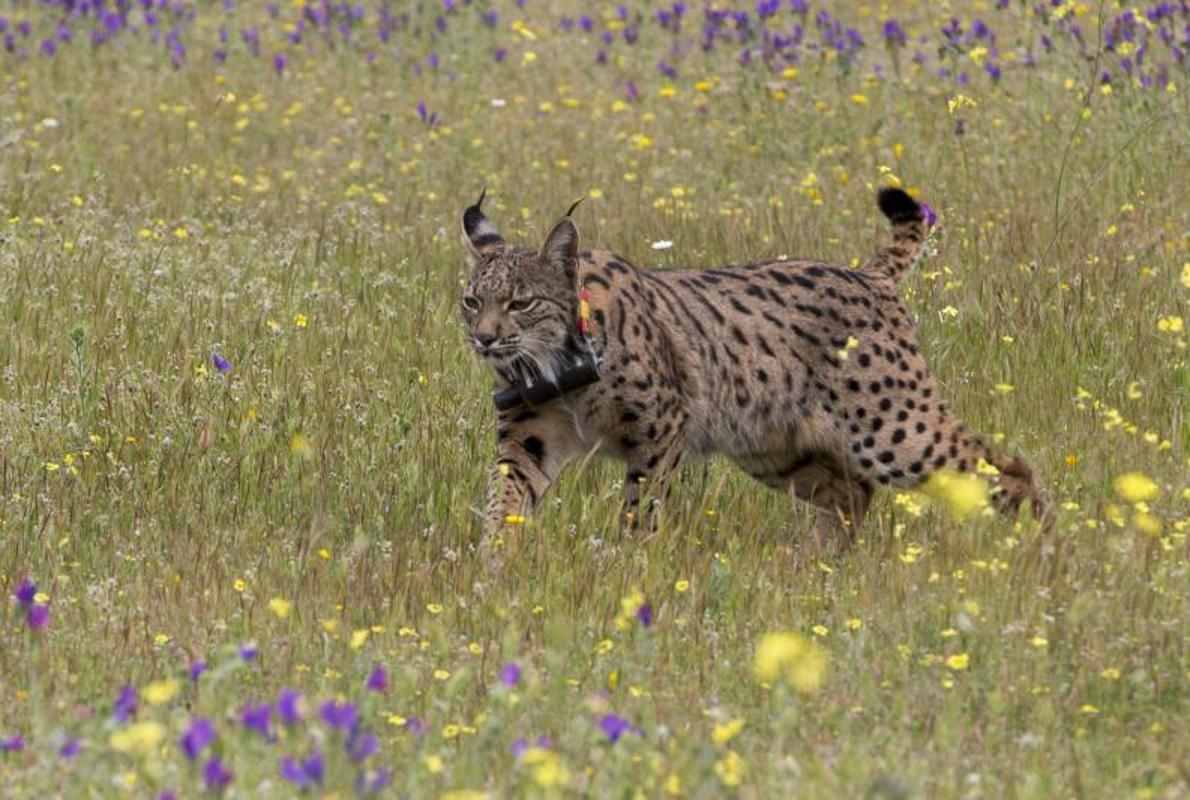 Puesta en libertad de un lince en la fica «El Castañar», en 2015