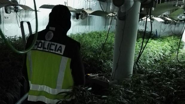 Un agente inspecciona el interior de la vivienda dedicada al cultivo de marihuana en La Pobla de Vallbona