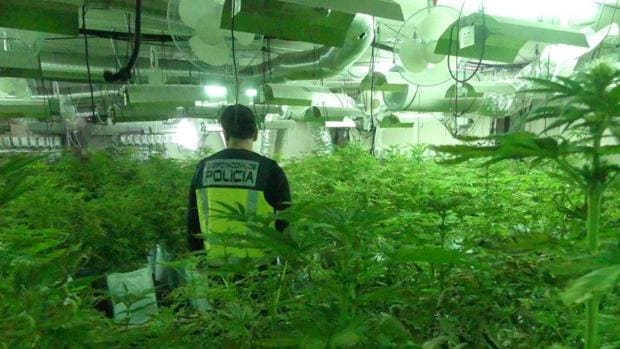 Imagen de la plantación de marihuana hallada en una nave en Alcoy
