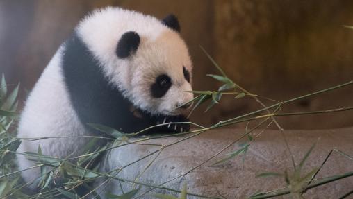 La cría de oso panda gigante del Zoo de Madrid, Chulina