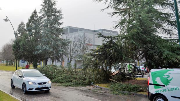 Derribo de un árbol en el Campus de Vegazana, en León