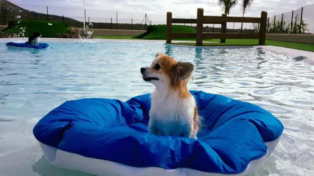 Mascots Resort , primer establecimiento hotelero de Canarias para perros y gatos