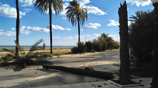 Imagen de una palmera partida por el viento en Alicante