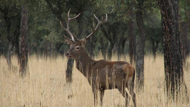 Se investigará sobre poblaciones de fauna silvestre como el ciervo