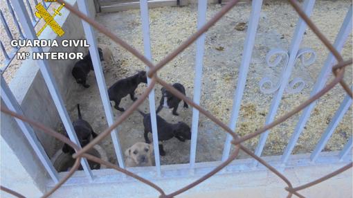 Imagen de los perros en las jaulas del criadero ilegal