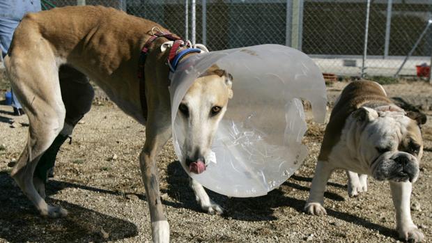 Animales abandonados en un centro de acogida