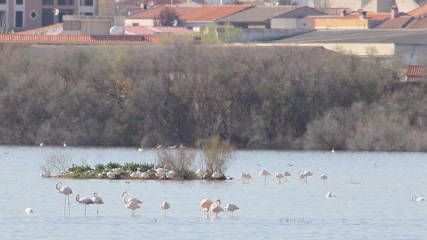 Lguna de Pozuelo de Calatrava, en Ciudad Real