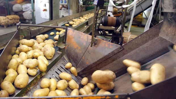 Procesado de las patatas