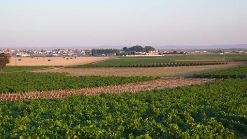 Viñedos de Bodegas Parra Jiménez, en Las Mesas